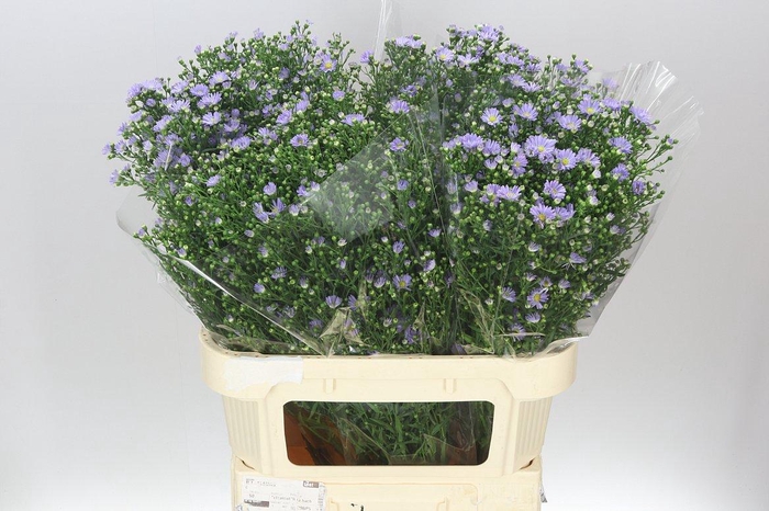 <h4>Aster Cassandra</h4>