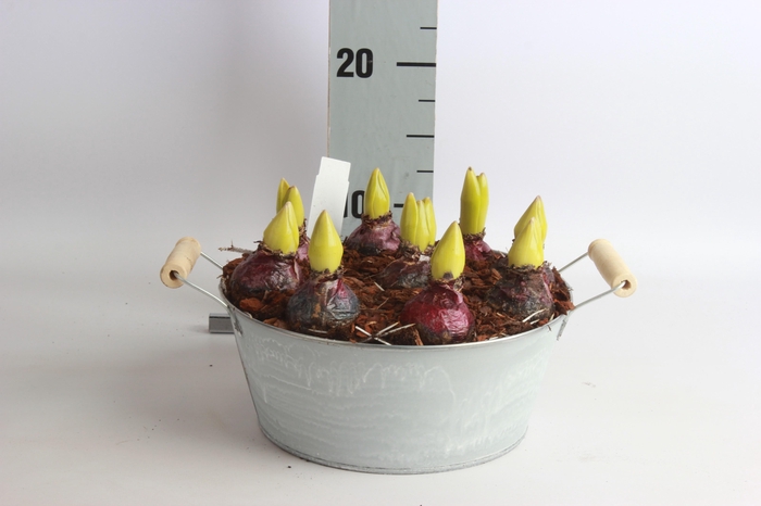 <h4>ARR HYACINTH</h4>