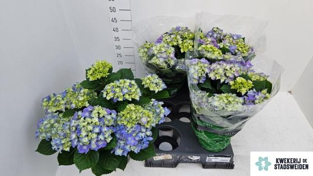 <h4>HYDR M EARLY BLUE</h4>