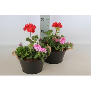 ARR TUINPLANTEN