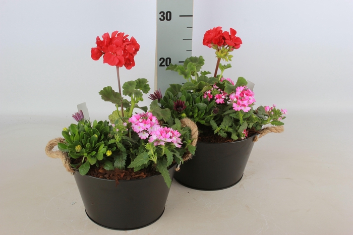 <h4>ARR TUINPLANTEN</h4>