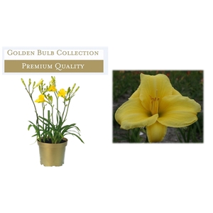 Hemerocallis Yellow