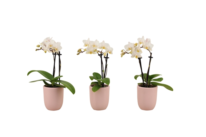 <h4>Hugo Silver Pink Tiny Dolls Wit 2T12+ Aqu@</h4>