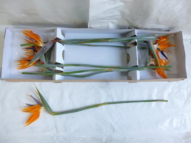 <h4>STREL REGINAE BLOEM</h4>