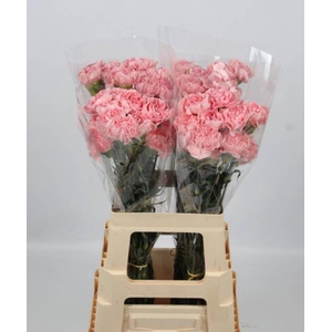 DI ST PINK MONTEZUMA