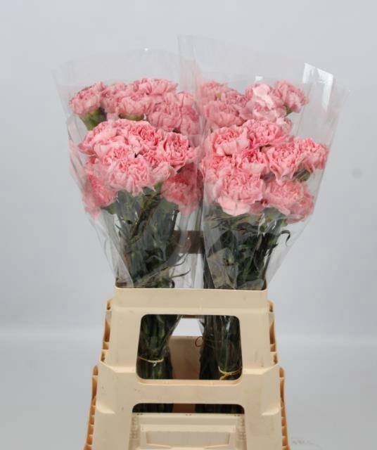 <h4>DI ST PINK MONTEZUMA</h4>
