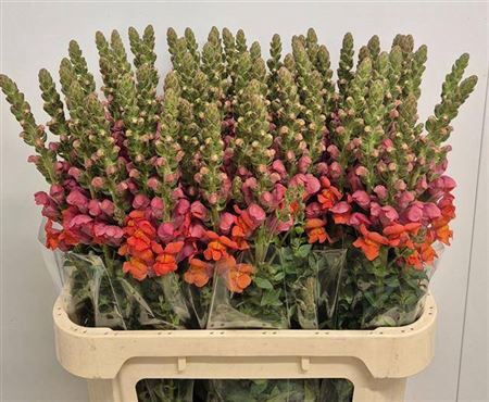 <h4>Antir Avignon D Orange Extra</h4>