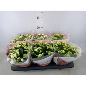 Kalanchoe blos. 'RosDon Dione'