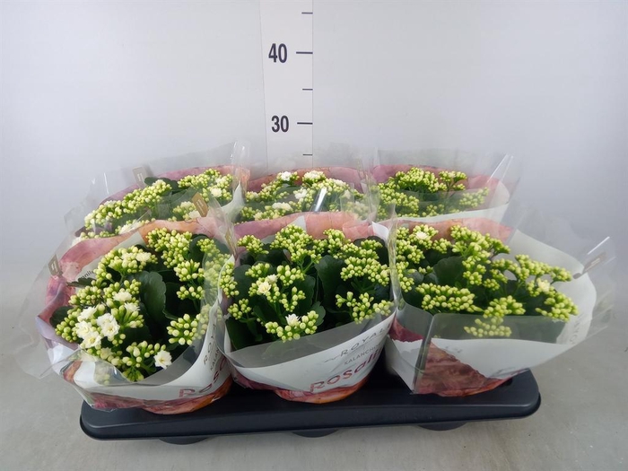 <h4>Kalanchoe blos. 'RosDon Dione'</h4>