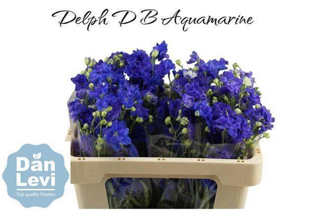 <h4>DELPH D BIJOU AQUAM</h4>