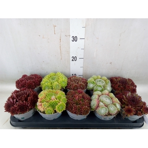 Sempervivum   ...