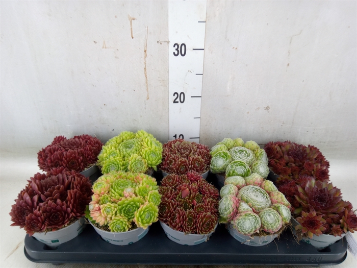 <h4>Sempervivum   ...</h4>