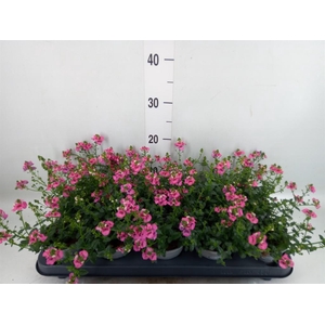 Diascia  'My Darling Berry'