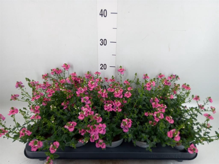 <h4>Diascia  'My Darling Berry'</h4>