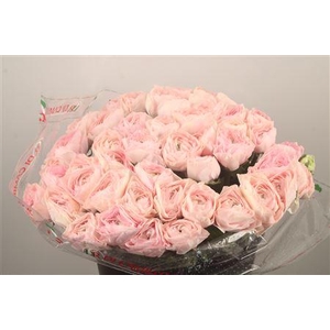 Ran... Su Madame Super X50