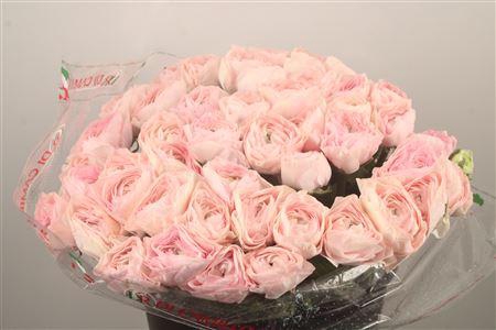 Ran... Su Madame Super X50