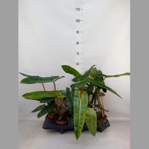 Philodendron billietiae