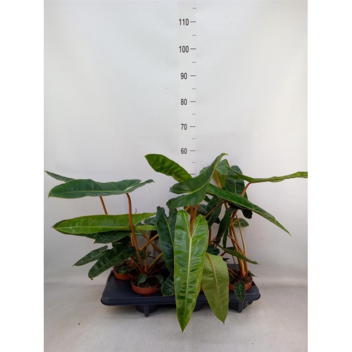 <h4>Philodendron billietiae</h4>