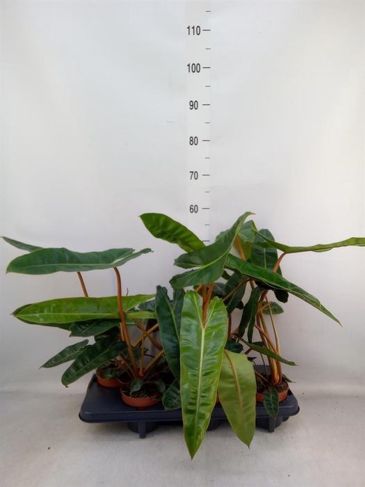 <h4>Philodendron billietiae</h4>