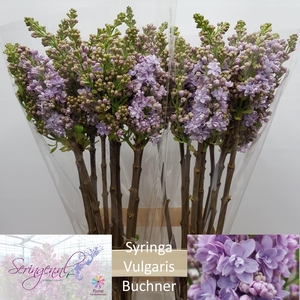 SYR V MICHEL BUCHNER