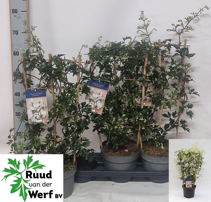 <h4>CLEM AVALANCHE</h4>