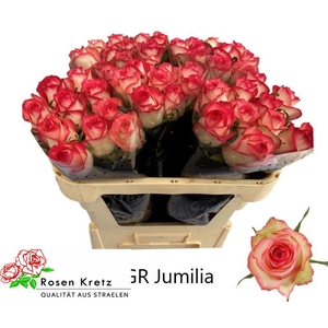 R GR JUMILIA
