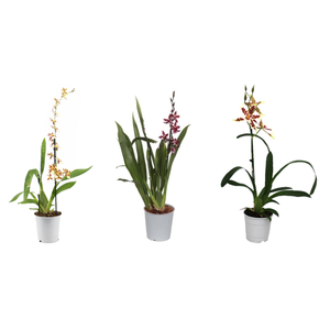 Cambria, Mix 1-spike 'Basic'