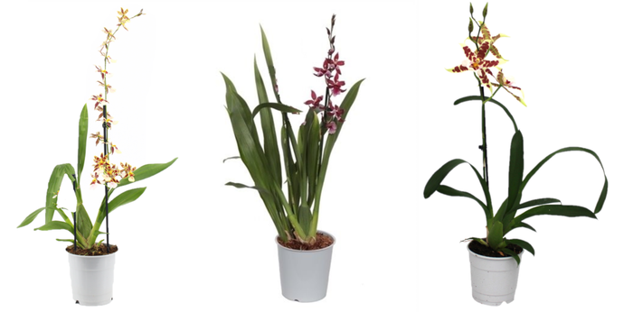 <h4>Cambria, Mix 1-spike 'Basic'</h4>