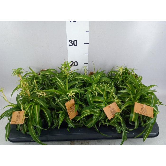 <h4>Chlorophytum com. 'Bonnie'</h4>