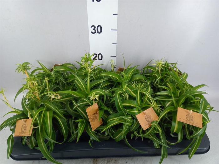 Chlorophytum com. 'Bonnie'