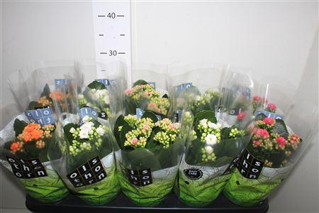 <h4>Kal Ge Gem 4 Kl</h4>