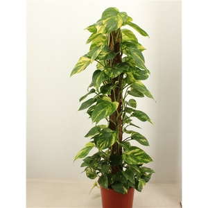 epipremnum aureum 120 KRatiste klimstok