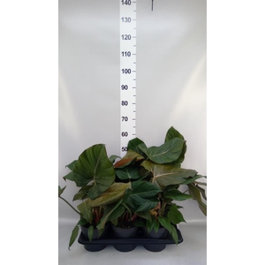 Philodendron   ...