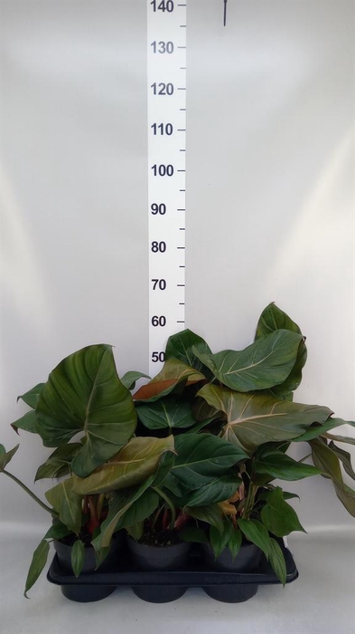 <h4>Philodendron   ...</h4>