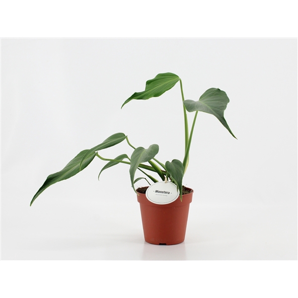 <h4>Monstera Burle Marx Flame</h4>
