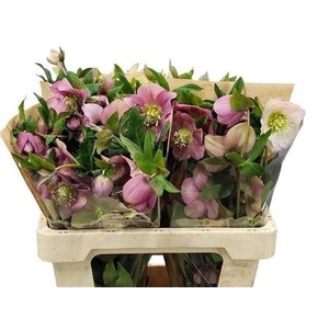 Hell Or Queens L Pin