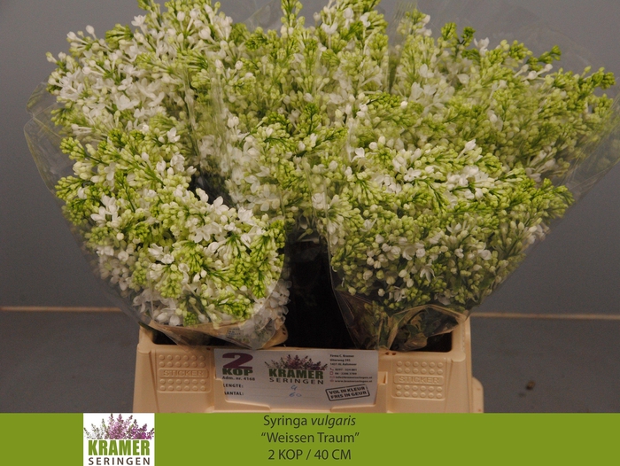 <h4>SYR V ENGLER WEISS T</h4>