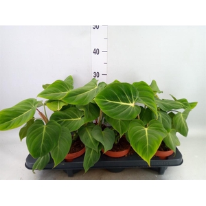 Philodendron gloriosum