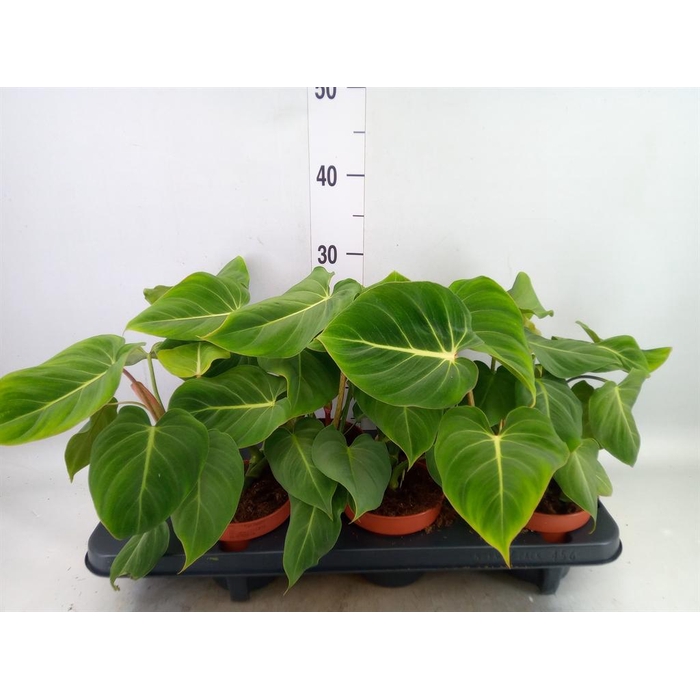 <h4>Philodendron gloriosum</h4>