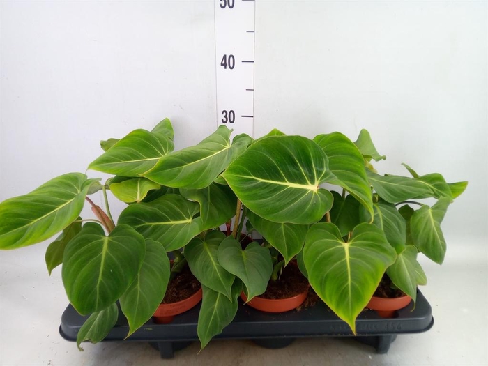 Philodendron gloriosum