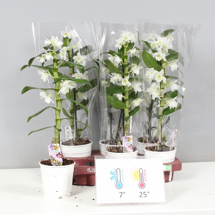 <h4>Dend Nobile</h4>