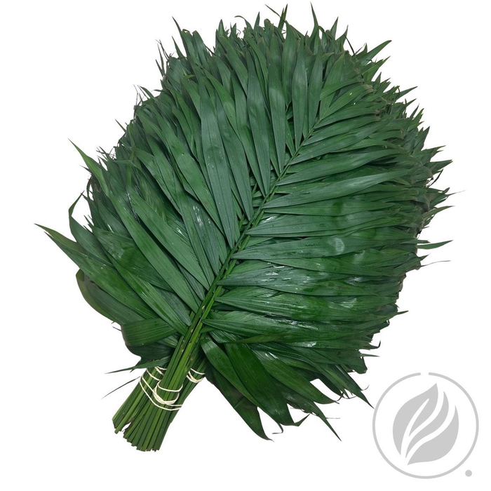 <h4>Chico Jumbo Premium</h4>