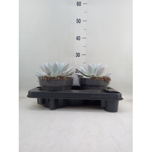 Echeveria  'Mexican Giant'