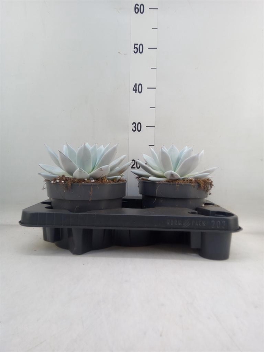 <h4>Echeveria  'Mexican Giant'</h4>