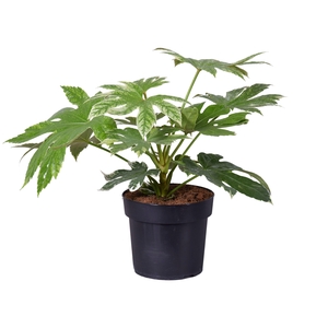 Fatsia Japonica Spider Web