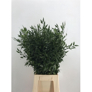 Ruscus Middel 200 Gram