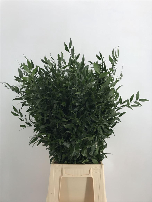 <h4>Ruscus Middel 200 Gram</h4>