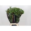 Alstroemeria Intenz Salmon