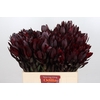 Leucadendron Saf Sunset Dark R.