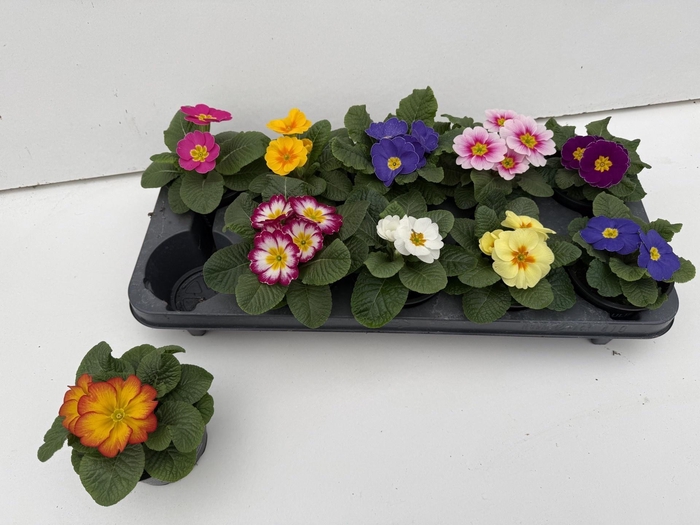 <h4>PRIM AC BONNELI GEM</h4>